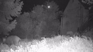 Boly Guard bg 310 m vadkamera áprilisi felvételek