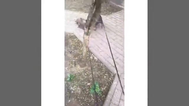 зоогостиница ЛапкиУшки