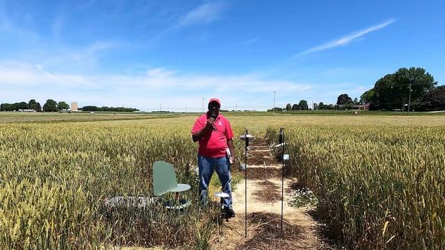 Wheat leaf disease prediction and fungicide timing
