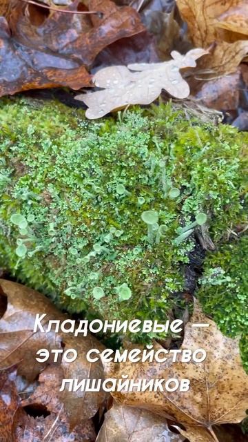 Леса Башкирии. Виды мхов и лишайника