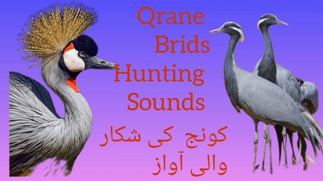 Qrane brids hunting Sounds کونج کی شکار والی آواز