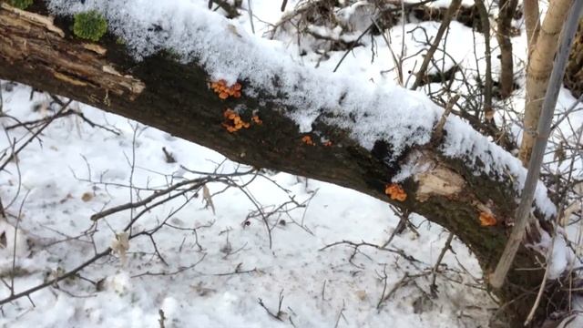 Руни его характер и немного о зборе грибов в зимний период смотреть онлайн