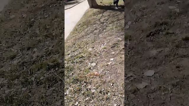 Битва за Гриб1