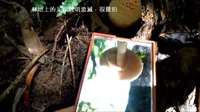 錐鱗白鵝膏潔白鵝膏 Amanita virgineoides