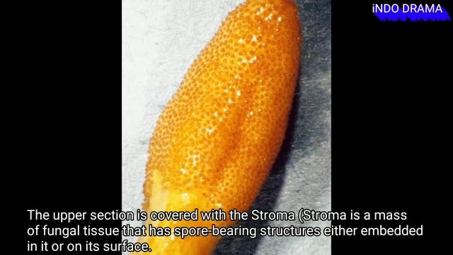 What is Cordycep militaris | immune booster #fungus #immunebooster #indodrama смотреть онлайн