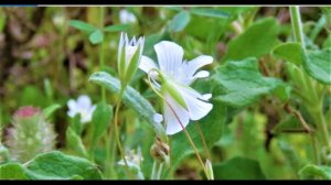 Moenchia mantica syn Cerastium glaucum  Greece by Theo