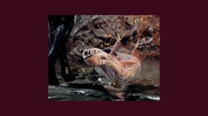 Doja Cat - Paint the town red // Slowed + Reverb