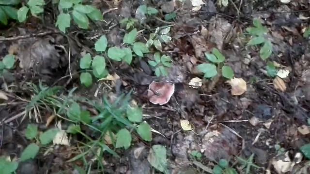 Гриб смотреть онлайн