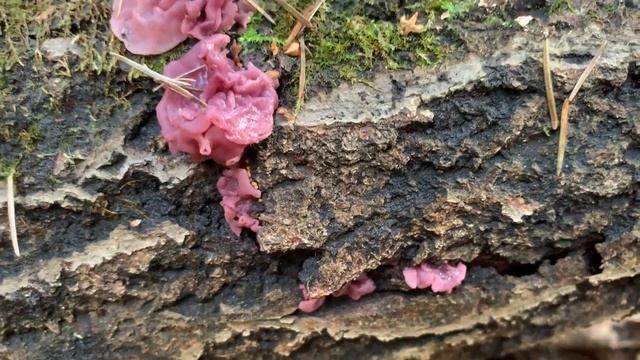 Fleischroter Gallertbecher, Violetter Gallertbecherling, Ascocoryne sarcoides смотреть онлайн