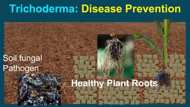 Episode 21 Trichoderma -  Highly Effective Control of Crop Diseases  Excellent Soil Health Input