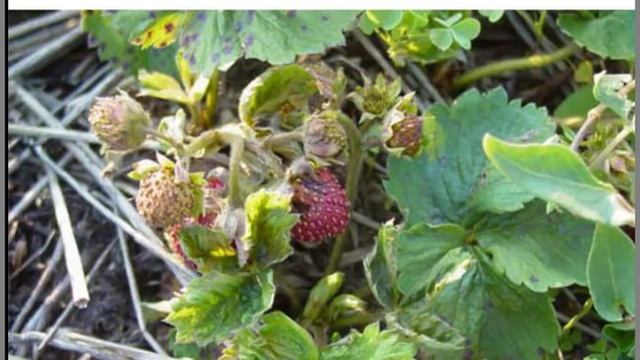 Клубника. Болезни и вредители.Лечение и борьба смотреть онлайн