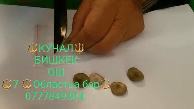 Кучала👍