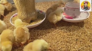 Кормушка и поилка для птицы, просто и удобно