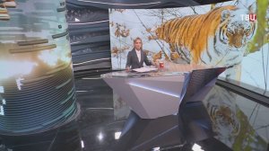 Крупный амурский тигр держал в страхе жителей села в Приморье / События на ТВЦ