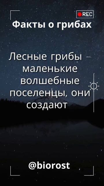 Лесные грибы – маленькие волшебные поселенцы. смотреть онлайн