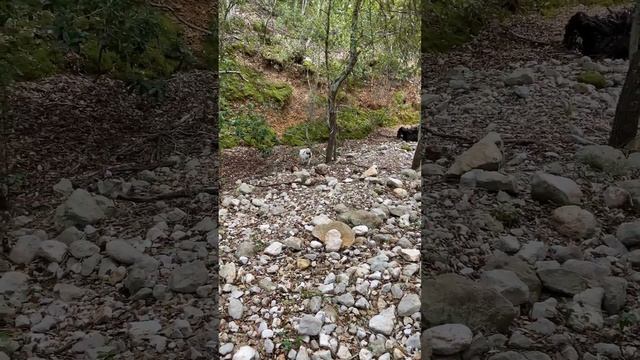 Detector truffle Sardegna tartufi di Sardegna смотреть онлайн