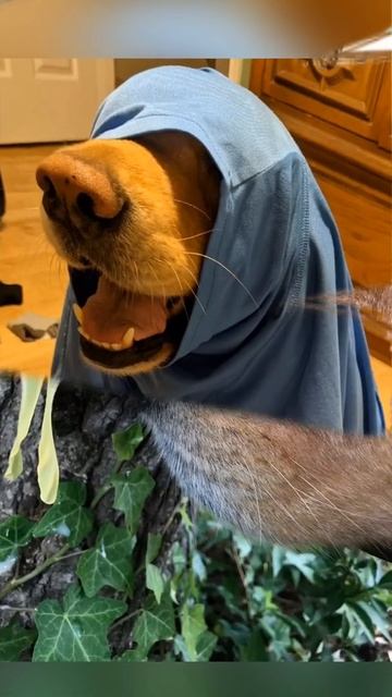 Лучшая в мире жилетка.#поэзия #длядуши #стихи #собака смотреть онлайн