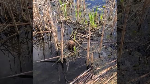 Beaver. Бобер смотреть онлайн