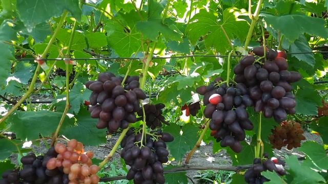 Ємеля 2023 смотреть онлайн