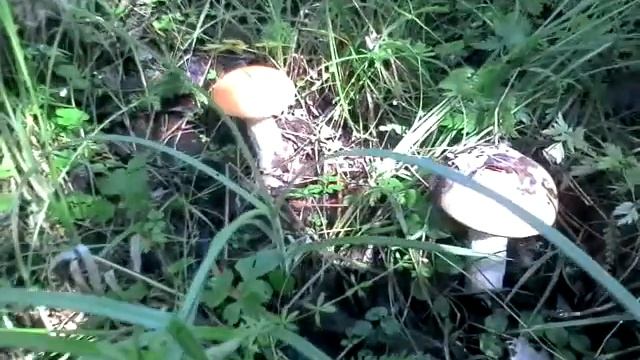 Первые грибочки в этом году смотреть онлайн