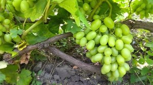 Гф Иллария селекции Загорулько В. В со вкусом зелёного яблока.