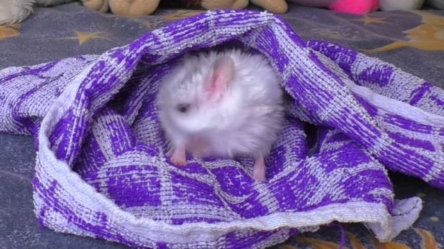 Джунгарик Нюся умывается. Видео с Хомяками. Hamster