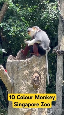 10 Colour Monkey in Singapore Zoo #singapore #nature #zoo