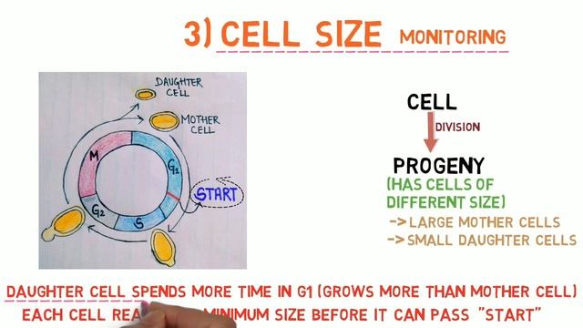 Cell Cycle-2 (Regulation by Cell Growth and Extracellular Signals) смотреть онлайн