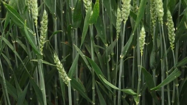 Phoenix -- The Future of Cereal Disease Control смотреть онлайн