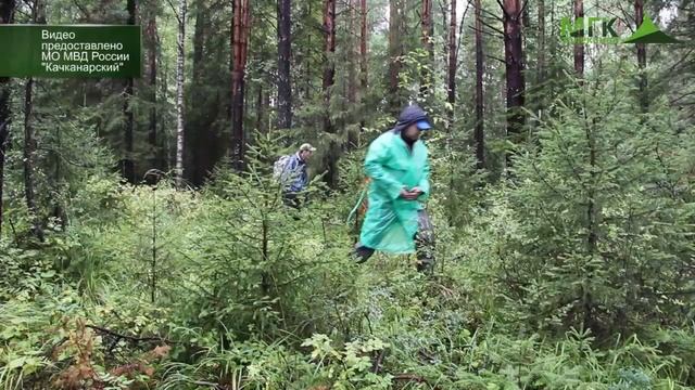 Поиски 81 летнего пенсионера-грибника не увенчались успехом смотреть онлайн