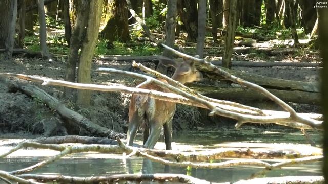 Снимаю желну, а в кадре появляются олени || Black woodpecker and red deer