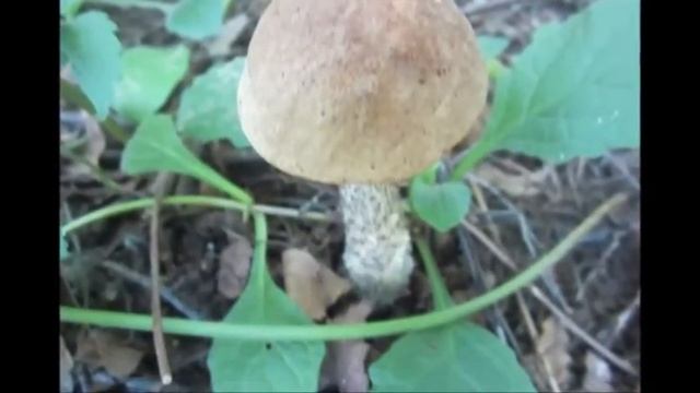 БЕЛЫЕ И НЕ ТОЛЬКО, НАСТУПАЮТ ЭТИМ ЛЕТОМ!!! смотреть онлайн