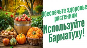 Какие вещества образуются при питании растений?