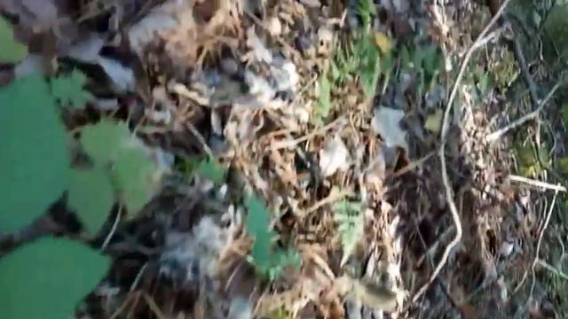 Грибная поляна