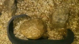 South American Lungfish Lepidosiren paradoxa (13")