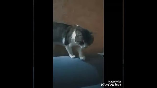 Между нами тает лёд. Барсик качает