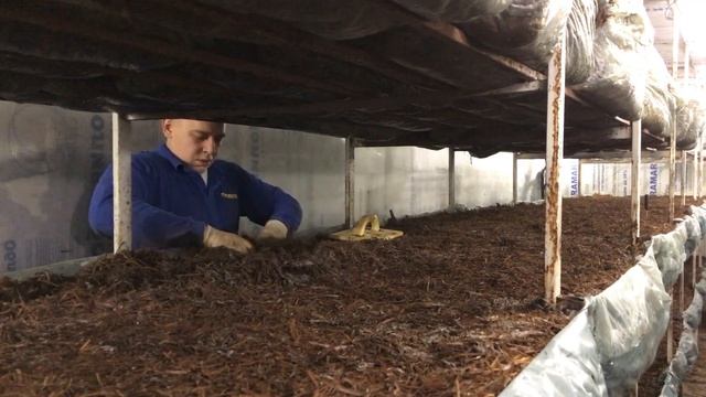 Компост фаза 2| вскрытие брикетов |Рыхления компоста| Ждём шампиньоны. Бизнес дома! смотреть онлайн