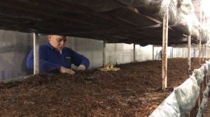 Компост фаза 2| вскрытие брикетов |Рыхления компоста| Ждём шампиньоны. Бизнес дома!