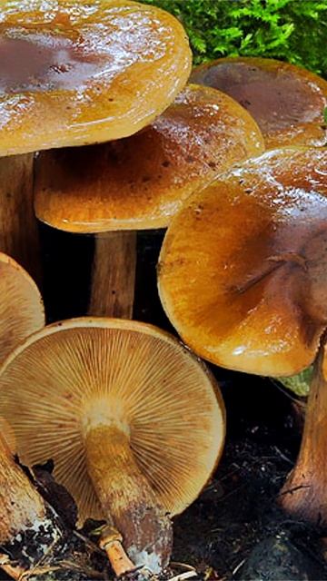 Рядовка жёлто-бурая (Tricholoma fulvum) short #shorts