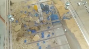 Кормление домашних муравьев жнецов