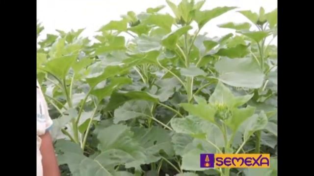 Testimonio: Girasol PIONEER 62A25 смотреть онлайн