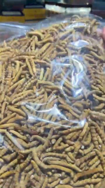 Cordyceps sinensis professional wholesaler #好货 #冬虫夏草 #原产地 #原产地 смотреть онлайн
