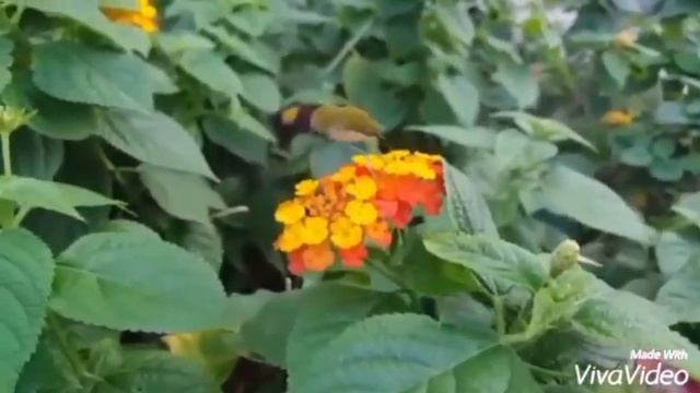 台灣生態之旅~透翅天蛾……飛翔