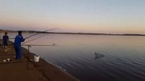 Шардара Рыбалка