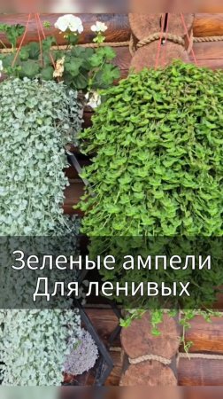 Ампельные растения для ленивых, которые отлично  растут и не требуют плясок с бубнами