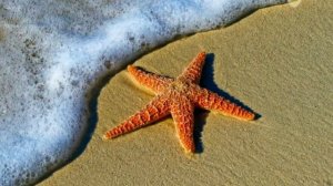 // Pictures of The Extraordinary Starfish Created by Allah // The Amazing Beauty of Starfish //