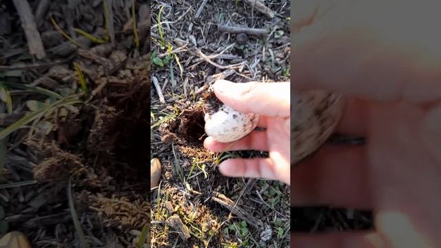 Собираю шампиньёны смотреть онлайн