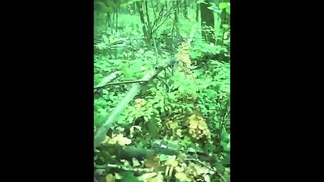 Грибы Это ВСЕ МОЕ ! ВОТ ТАК НАДО РАДЫВАТЬСЯ))))) смотреть онлайн