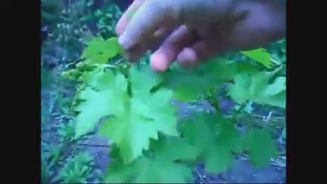 Уход за виноградом часть1 смотреть онлайн