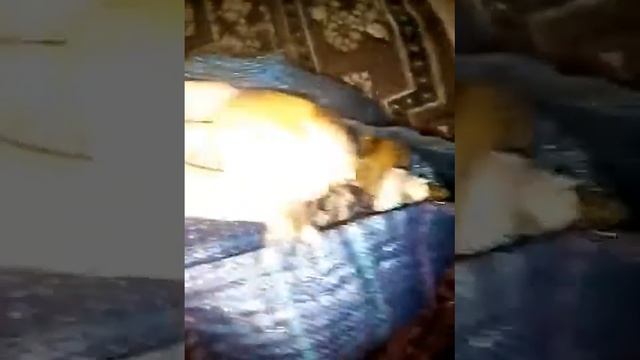 Назбирав багато грибів підпеньків козарів і інших грибів